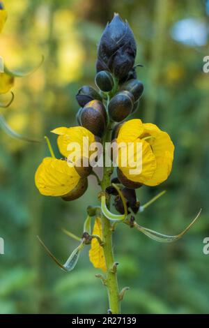 Indische Gewürzrinde, Senna corymbosa, gelbe Blüte im Sommer Foto Stock