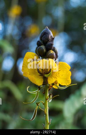 Indische Gewürzrinde, Senna corymbosa, gelbe Blüte im Sommer Foto Stock