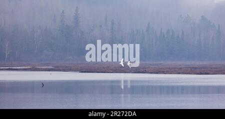 Coppia di cigni trombettieri in procinto di atterrare in Dead Horse Slough nel Wisconsin settentrionale. Foto Stock