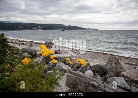 Sechelt, Sunshine Coast, British Columbia, Canada Foto Stock
