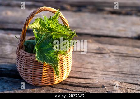 Ortiche fresche. Cestino con ortica appena raccolta. Urtica dioica, spesso chiamata ortica comune, ortica pungente, o foglia di ortica. prima molla Foto Stock