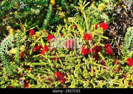 Fioritura Regelia velutina (Barrens regelia), una pianta della famiglia Myrtaceae, nel Parco Nazionale del fiume Fitzgerald, a sud-ovest dell'Australia Occidentale Foto Stock