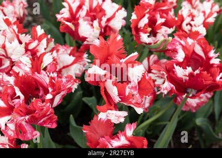 Tulipa 'Estella Rijnveld'. Foto Stock