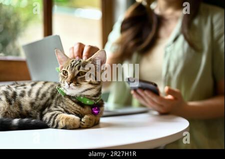 Un adorabile gatto da tavola su un tavolo mentre il suo proprietario sta lavorando. Una ragazza che accarezza e gioca con il suo gatto mentre lavora lontano da casa. Foto Stock