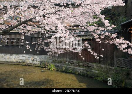 Gion Shirakawa fiorisce ciliegie Foto Stock