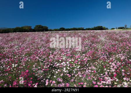 COSMOS archiviato in Awaji Hana-sajiki, isola di Awaji Foto Stock