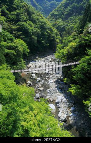 Ponte sospeso Momiki, Gokanosho Foto Stock