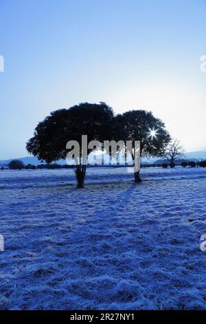 Heizeikyu palazzo sito, alberi, il sole del mattino e gelo Foto Stock
