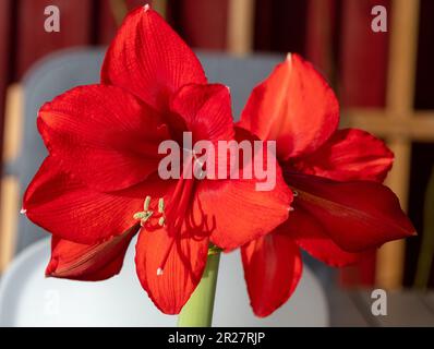 Hippeastrum "cuore rosso", Amaryllis (Hippeastrum x hortorum) Foto Stock