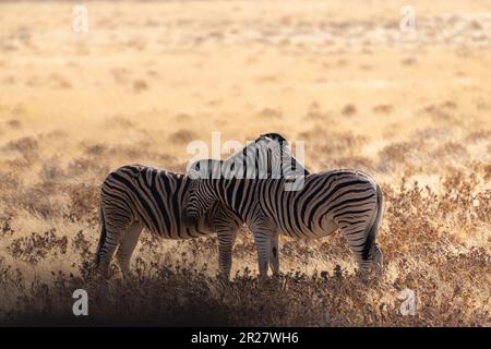 Teleobiettivo di due zebre delle pianure di Burchell - Equus quagga burchelli - in piedi insieme teste attraversate sulle pianure del Parco Nazionale di Etosha, Namibia. Foto Stock