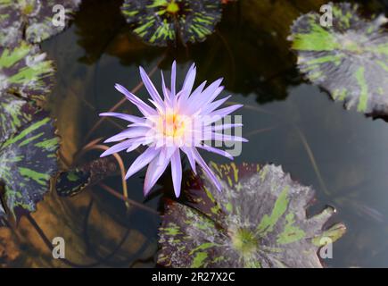 Un bel loto egiziano. Foto Stock