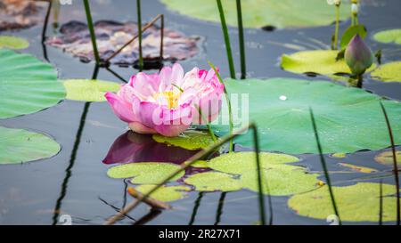 Il bel fiore di Nelumbo nucifera sorge sopra l'acqua e galleggia con le foglie di loto. Foto Stock