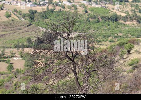 l'albero morto su un montano Foto Stock