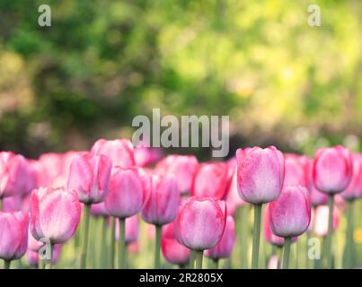 Tulipani viola in primo piano con sfondo verde e giallo Foto Stock