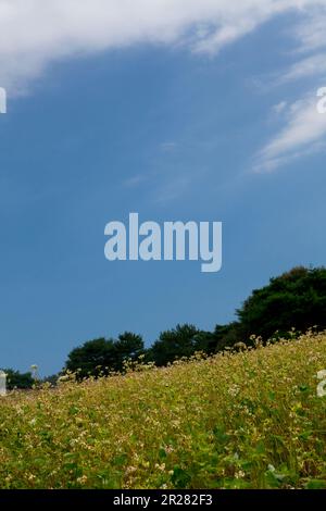 Hitachi parco sul mare campi di grano saraceno Foto Stock