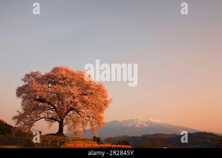I fiori di ciliegio di Wanizuka risplenano al sole del mattino Foto Stock