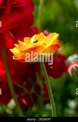 Fiori gialli di coppe coltivate in giardino si chiudono su uno sfondo floreale Foto Stock