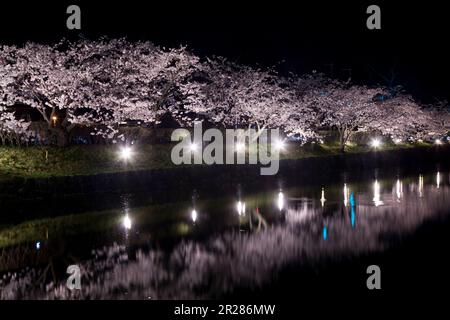 Fiori di ciliegio nella notte del fossato del Castello di Matsumoto Foto Stock