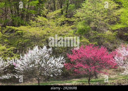 Pesche termali Tsukikawa in fiore Foto Stock