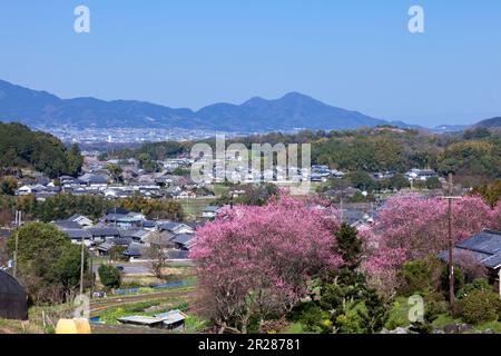 Fiori di pesca e paesaggio del villaggio di Asuka Foto Stock