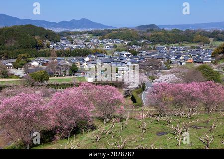 Fiori di pesca e paesaggio del villaggio di Asuka Foto Stock