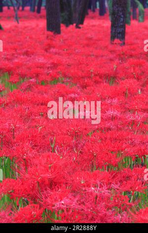 Lycoris radiata, Kinchakuda Foto Stock