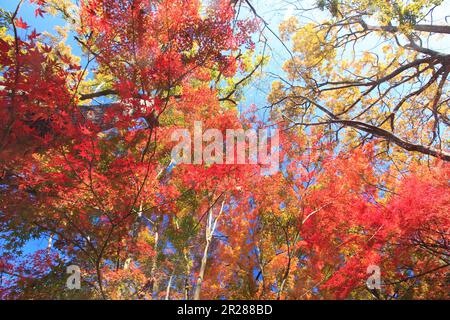 Mt. Takao vertice autunno foglie Foto Stock