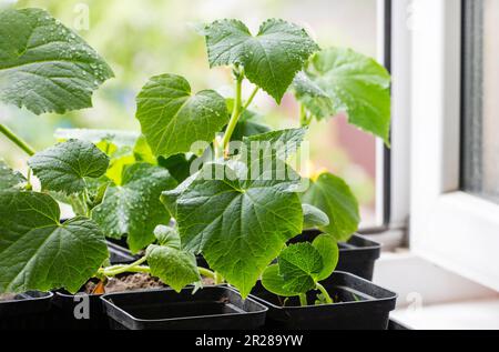 crescere giovani pianta di cetrioli varietali giovani in pentole prima di piantare sul windowsill Foto Stock