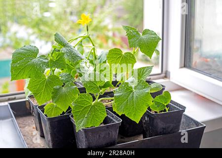 crescere giovani pianta fioritura di giovani cetrioli varietali in pentole prima di piantare sul davanzale Foto Stock