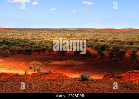 Paesaggio dell'Outback degli alberi di Mulga (Acacia aneura) famiglia MIMOSACEAE nei campi di oro, arenaria, Gascoyne, Murchison, Australia Occidentale Foto Stock