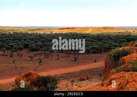 Paesaggio dell'Outback degli alberi di Mulga (Acacia aneura) famiglia MIMOSACEAE nei campi di oro, arenaria, Gascoyne, Murchison, Australia Occidentale Foto Stock