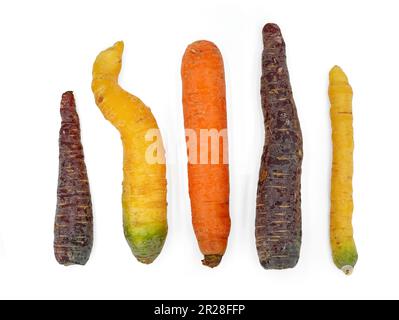 Carote gialle, viola e arancioni di diverse dimensioni e forme, carote colorate insolitamente coltivate isolate su sfondo bianco Foto Stock