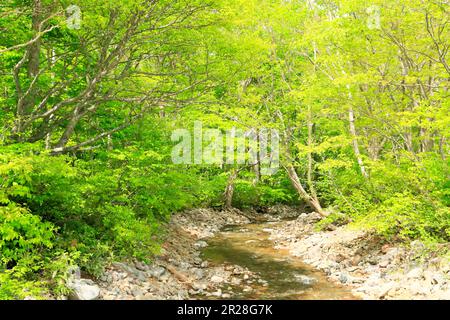 Boschi di faggi e torrenti di montagna all'altopiano di Appi con verde fresco Foto Stock