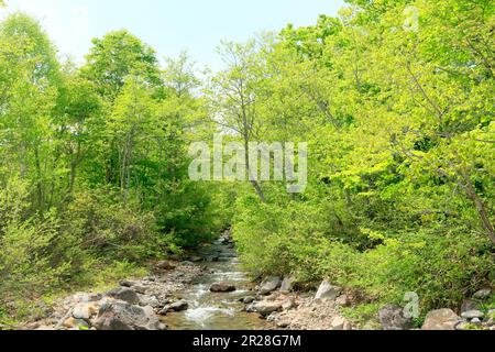 Boschi di faggi e torrenti di montagna all'altopiano di Appi con verde fresco Foto Stock