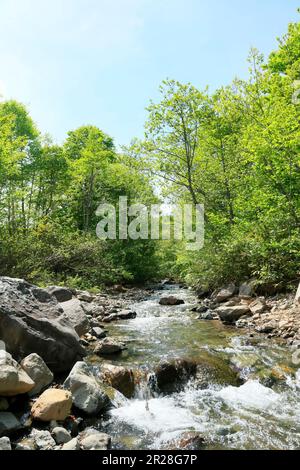 Boschi di faggi e torrenti di montagna all'altopiano di Appi con verde fresco Foto Stock