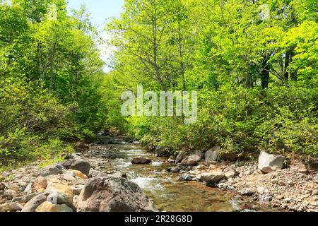 Boschi di faggi e torrenti di montagna all'altopiano di Appi con verde fresco Foto Stock
