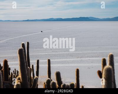 Guida 4x4 su saline Salar de Uyuni con cactus di Isla Incahuasi in cornice. Foto Stock