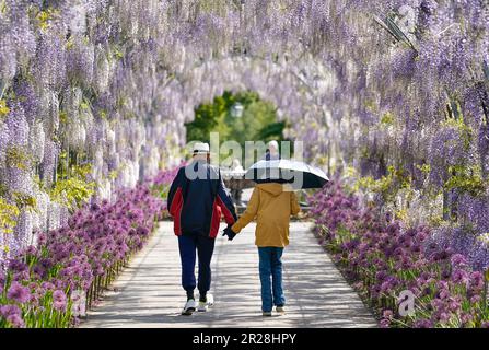 La gente fa la loro strada lungo Wisteria Walk a RHS Garden Wisley a Woking, Surrey. Per la prima volta da quando è stato piantato in 2018 l'esposizione può essere vista come progettato, con le fioriture viola e bianche insieme. Il gelo ha danneggiato la cultivar negli anni precedenti in modo orticoltori dalla RHS hanno lavorato attraverso la notte con fosse di fuoco per proteggere il glicine, portando alla fioritura perfetta quest'anno. Data immagine: Mercoledì 17 maggio 2023. Foto Stock