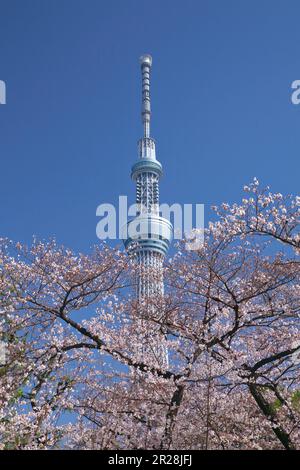 Tokyo Sky Tree e il parco dei ciliegi di Sumida Foto Stock