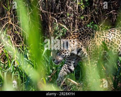 Una jaguar furtiva attraversa i lussureggianti paesaggi di Pantanal, Brasile, simboleggiando l'essenza incontaminata della fauna selvatica della regione. Foto Stock