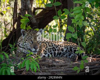 Nel cuore di Pantanal, Brasile, una maestosa jaguar riposa nel suo dominio naturale, incarnando lo spirito selvaggio di questa regione accattivante. Foto Stock