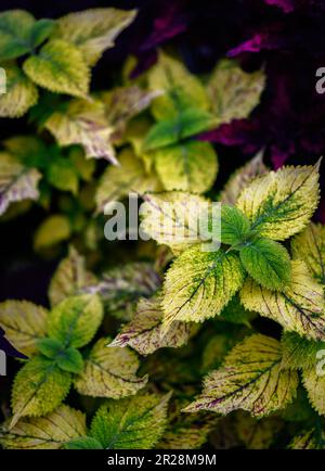 Coloratissime foglie di coleo nel giardino. Foto Stock