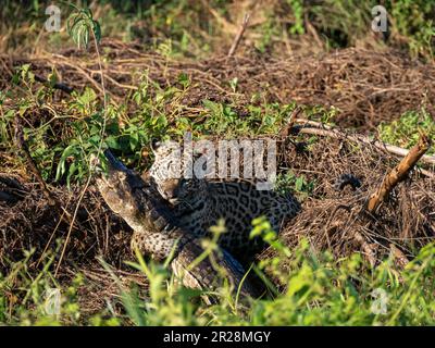 Nel cuore di Pantanal, Brasile, una maestosa jaguar caccia nel suo dominio naturale, prendendo un coccodrillo cayman fuori dall'acqua. Foto Stock
