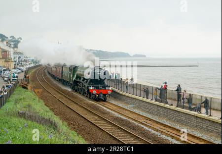 Volo Scotsman a Dawlish -1 Foto Stock