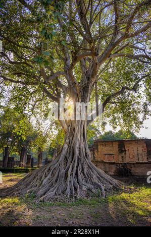 Wat si Sawai al Parco storico Nazionale Sukhothai, Sukhothai, Thailandia Foto Stock