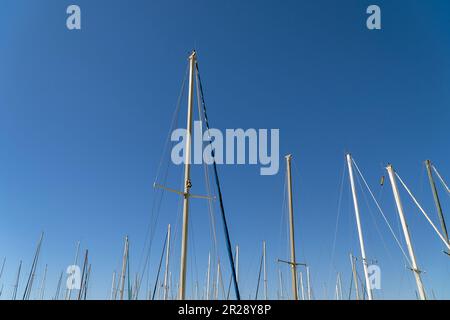 Alberi contro il cielo blu Foto Stock