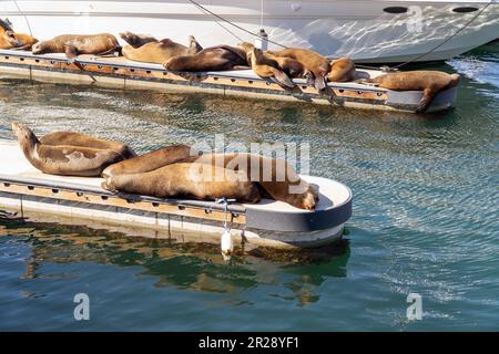 Lounge Sea Lions sul porto turistico. Giorno di sole. Foto Stock