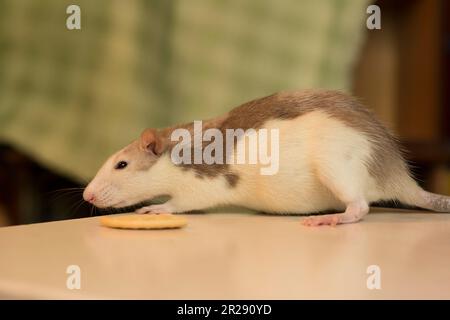 Piccolo carino lanuginoso domestico ratto wite colore grigio Foto Stock