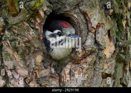 Grande picchio macchiato / Buntspecht ( Dendrocopos Major ), giovane, pulcino, guardando fuori del buco nido, Europa. Foto Stock