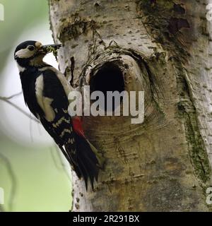 Grande picchio macchiato con cibo in becco arroccato a nesthole, nutrendo i pulcini Foto Stock